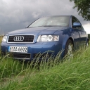 Audi On Grass