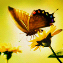Butterfly With Flowers