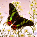 Butterfly among flowers