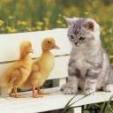Cat And Ducks