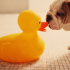 Dog and duck