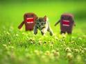 Domo chasing kitty