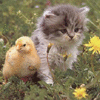 Fluffy kitten with duck adorable