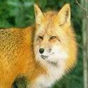 Fox Handsome