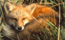 Fox in the bush