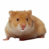 Hamster 5