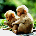 Lil Monkeys