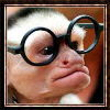 Monkey in glasses
