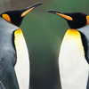 Penguins face off