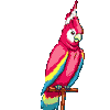 Polly parrot