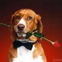Romantic Dog