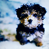 Yorkshire Terrier pup