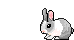 sweet bunny