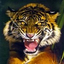 tigers lions avatars 0067