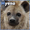 winking hyena